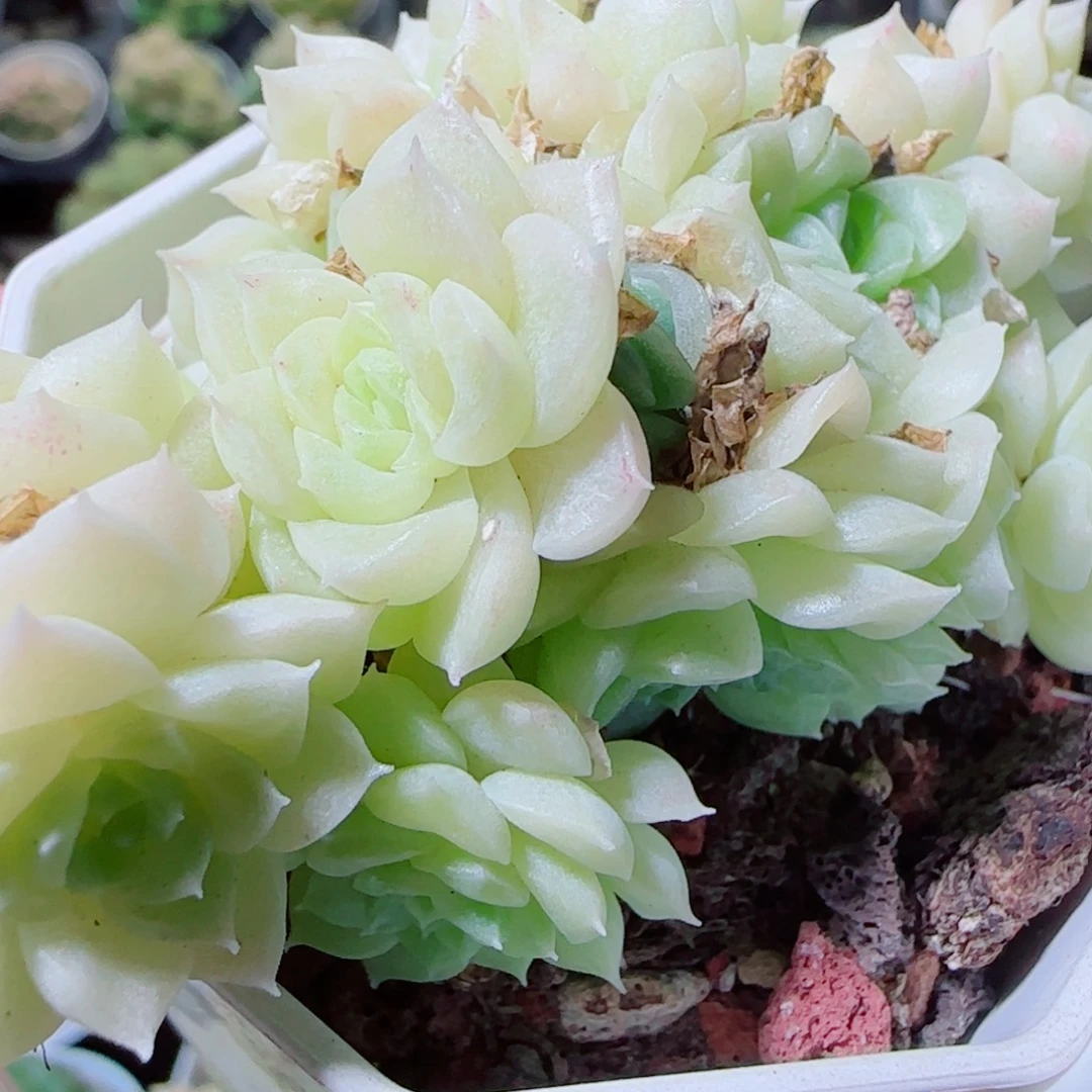 花语逸镜1021-170麦秆散