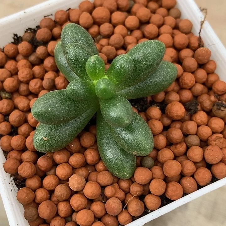 绿龟之卵多肉植物