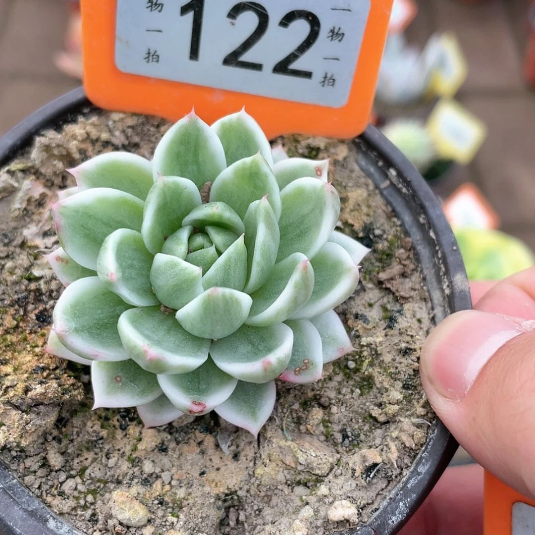 【闪购商品】122号