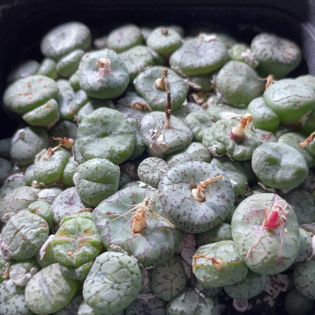 大盆特价一物一拍～15