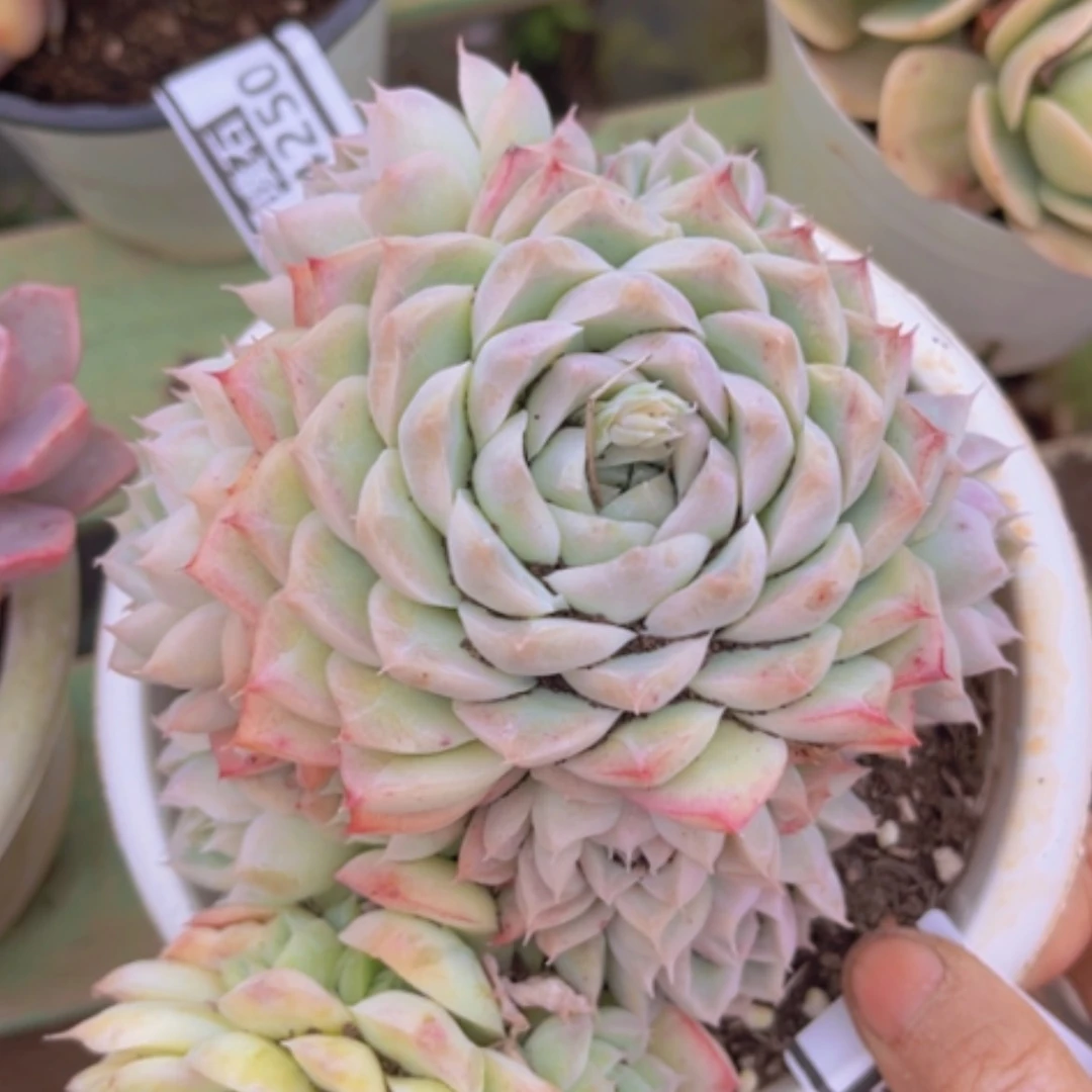 【闪购商品】桃熏女王带锦04251