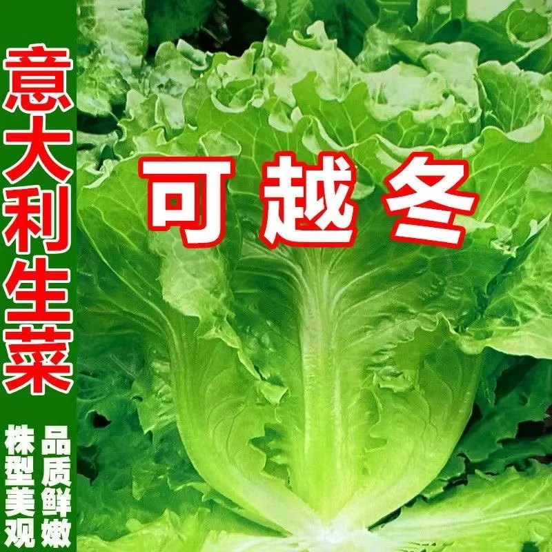【全店满5包包邮】耐寒意大利生菜菜种子耐冬耐冻生菜种子生吃甜