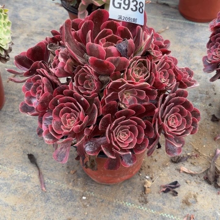 瑞妈多肉园艺938爱神