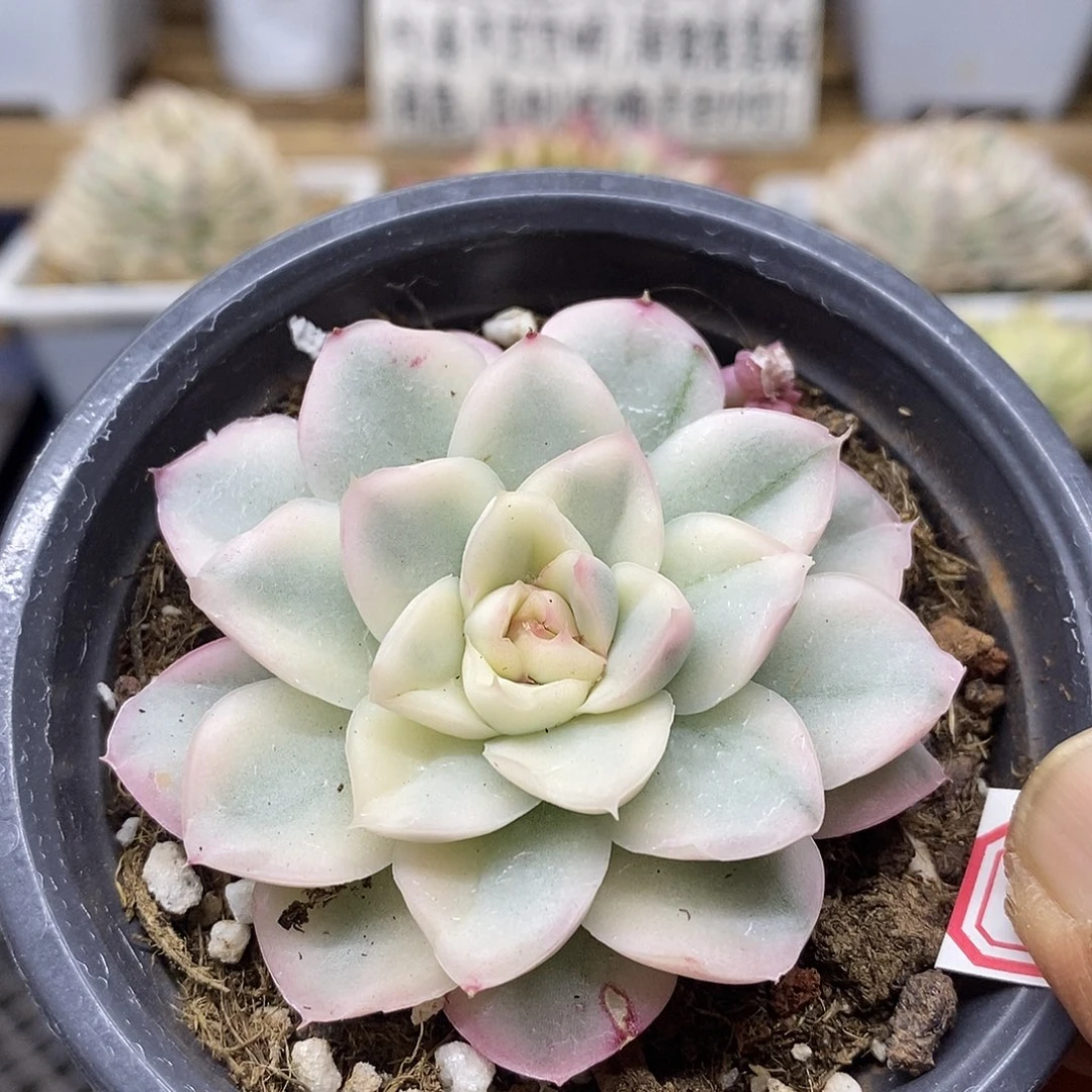 0103 雪鸢覆轮锦 需延时发货