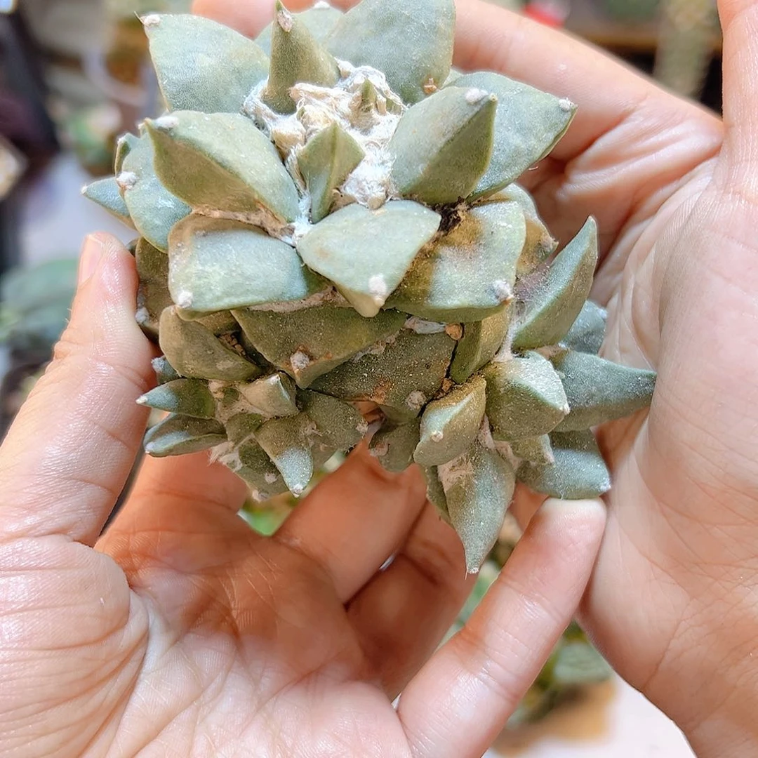 晚79号自根三角玉牡丹8.7公分