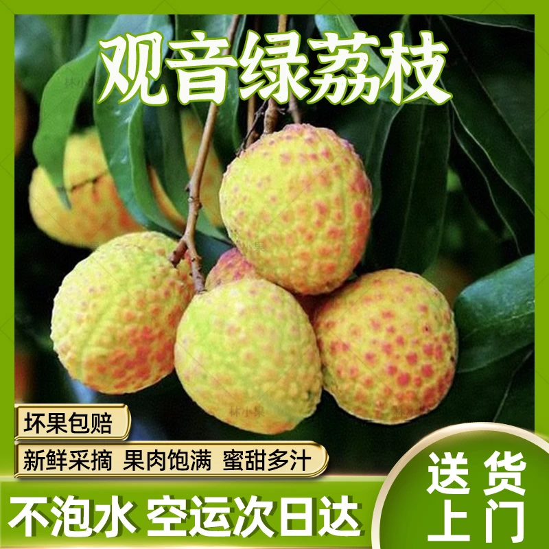 【顺丰次日达】广东观音绿荔枝50颗/2盒增城发货现摘鲜果净重2斤新鲜不泡水应季水果整箱包邮荔枝同城送广东省
