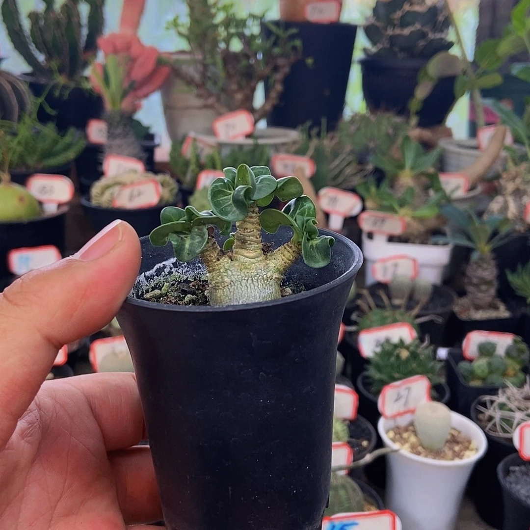 羊角玫瑰一物一拍