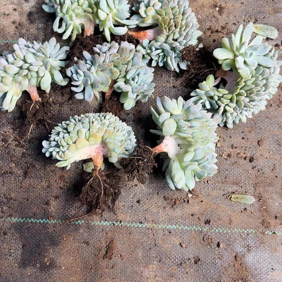 叮***灵星影树缀无砍多肉