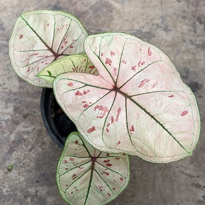 40-1110珠光草莓广东现货