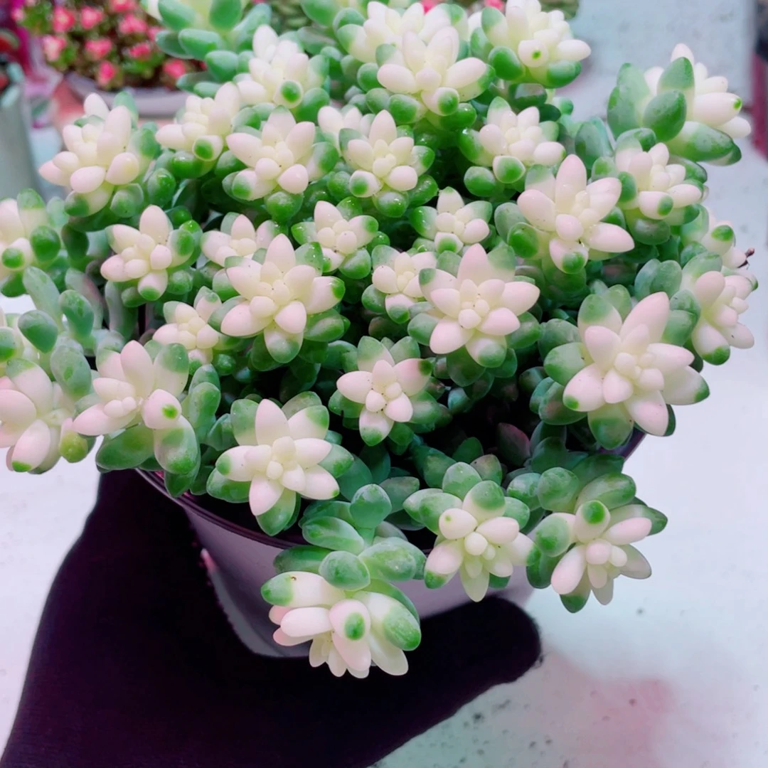 雪花玉坠全店凑满9.9包邮