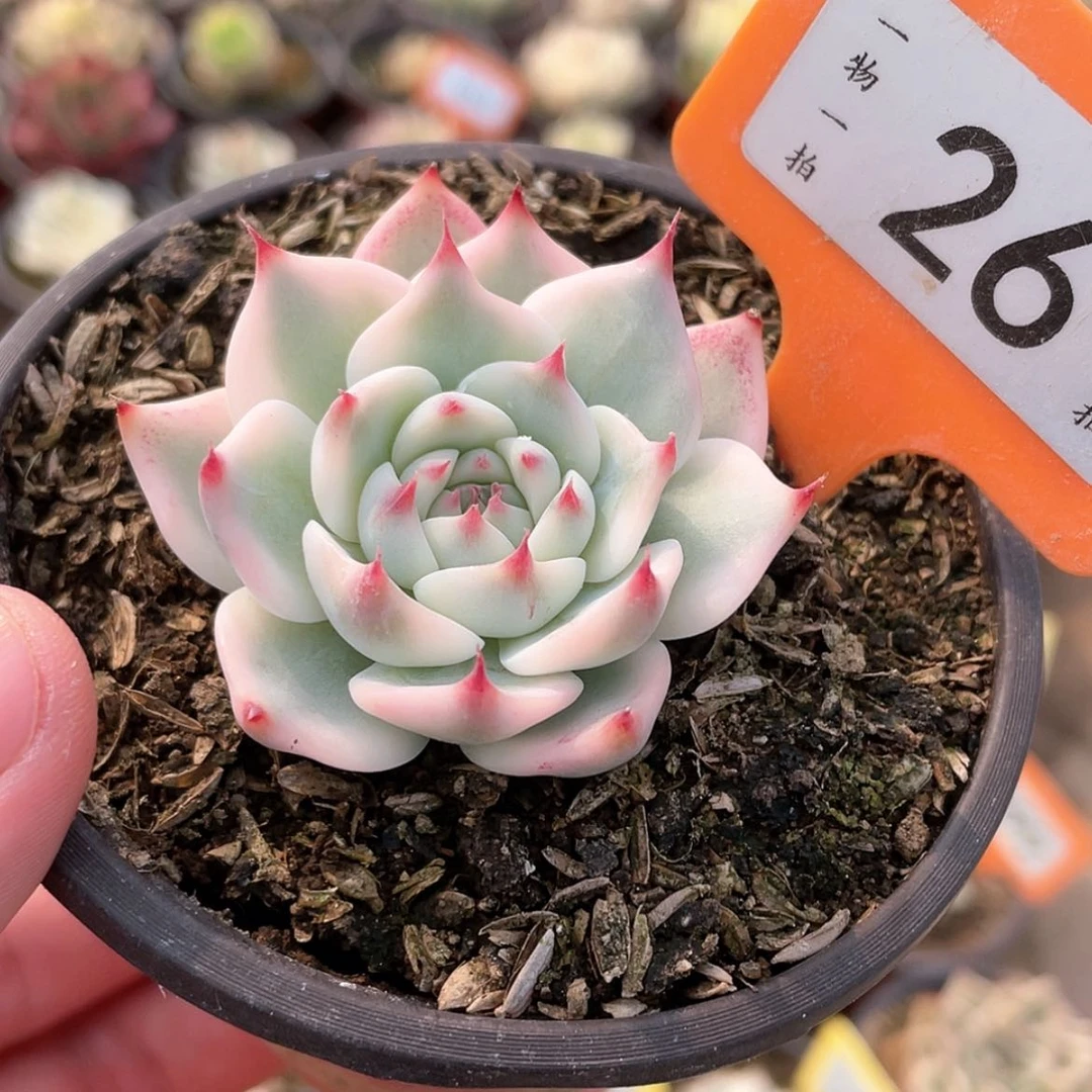 【闪购商品】26号的