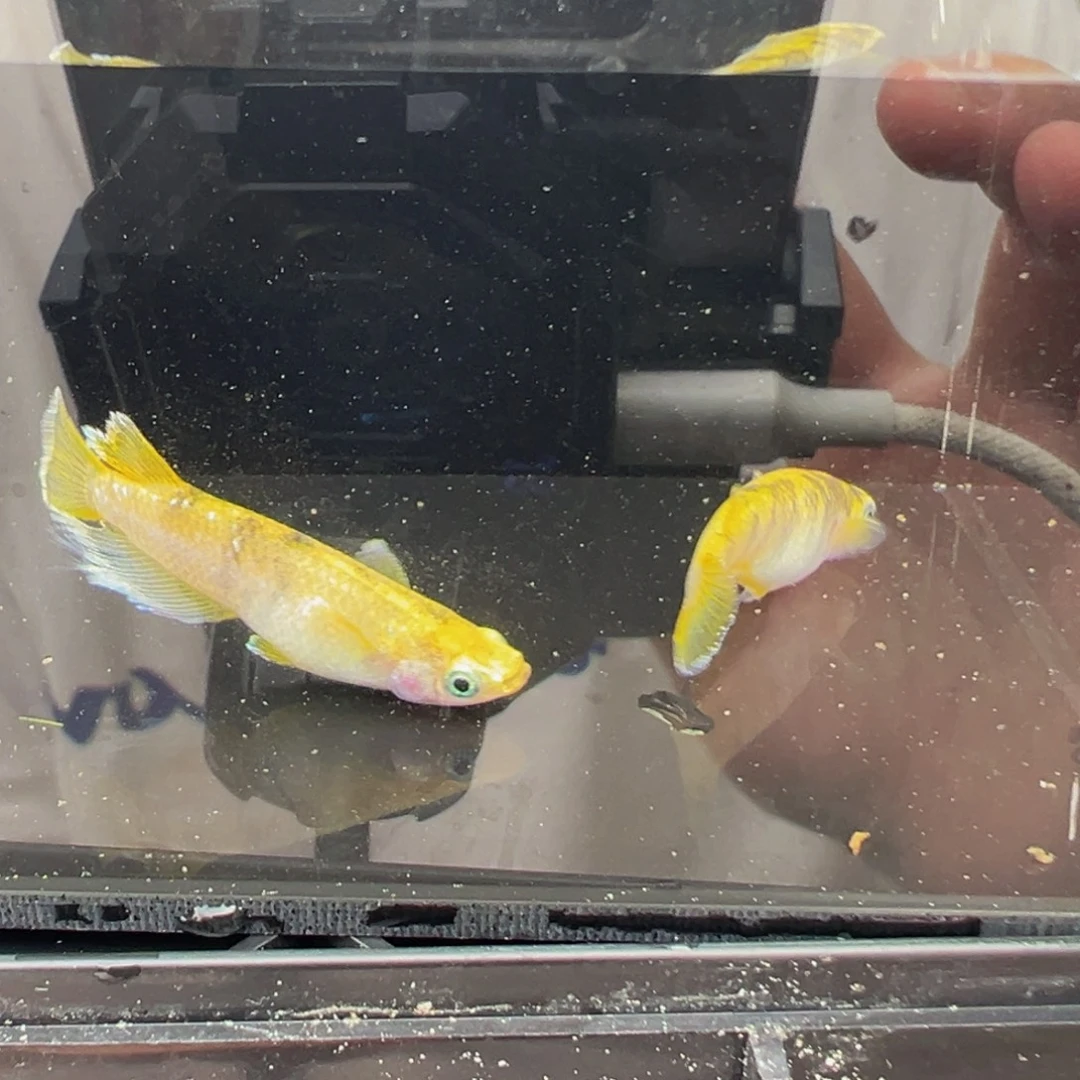 青鳉鱼611.酥油灯x和墨星光一对