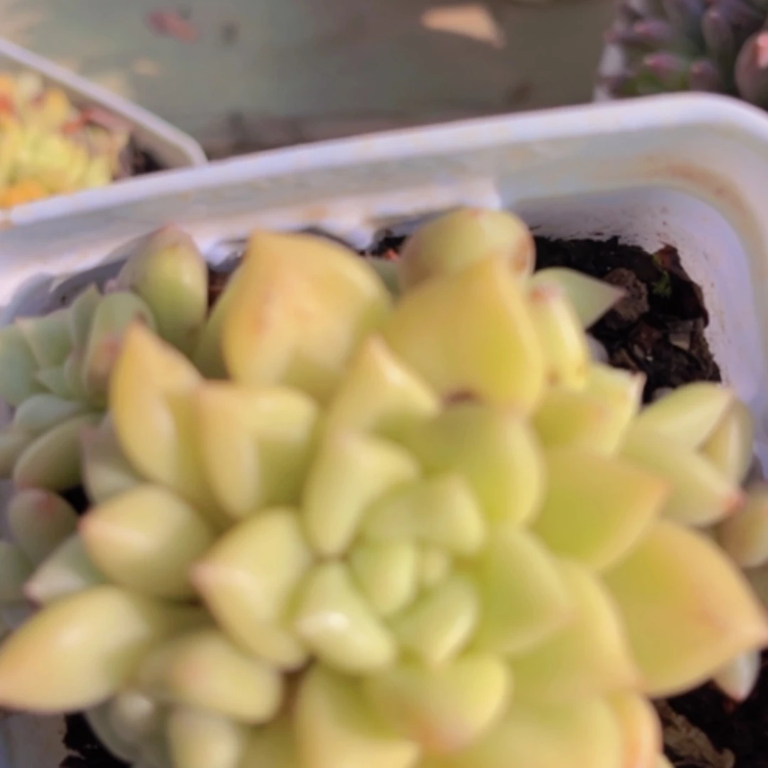 【闪购商品】黄金象牙02177