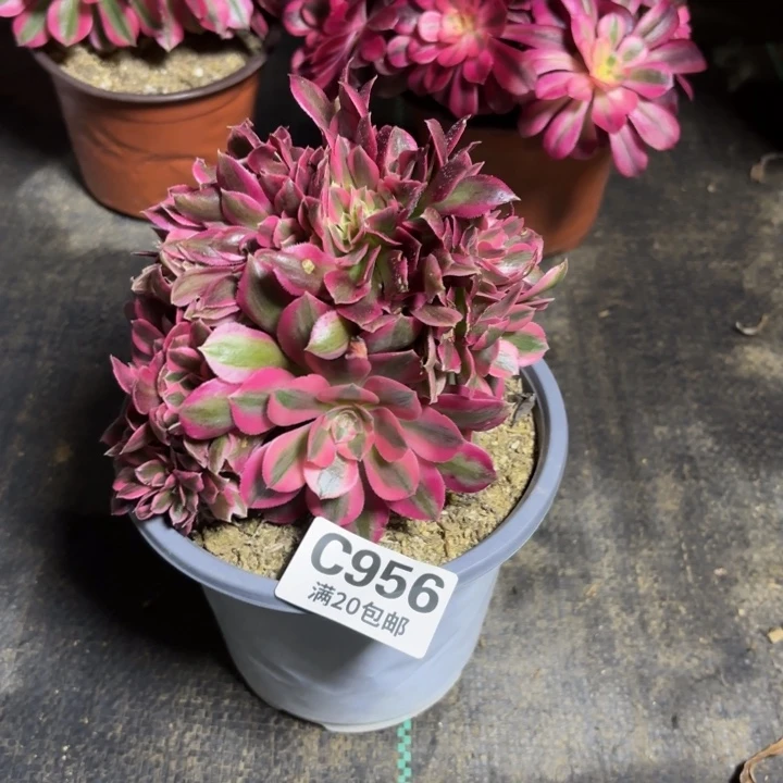 瑞妈一物一拍956