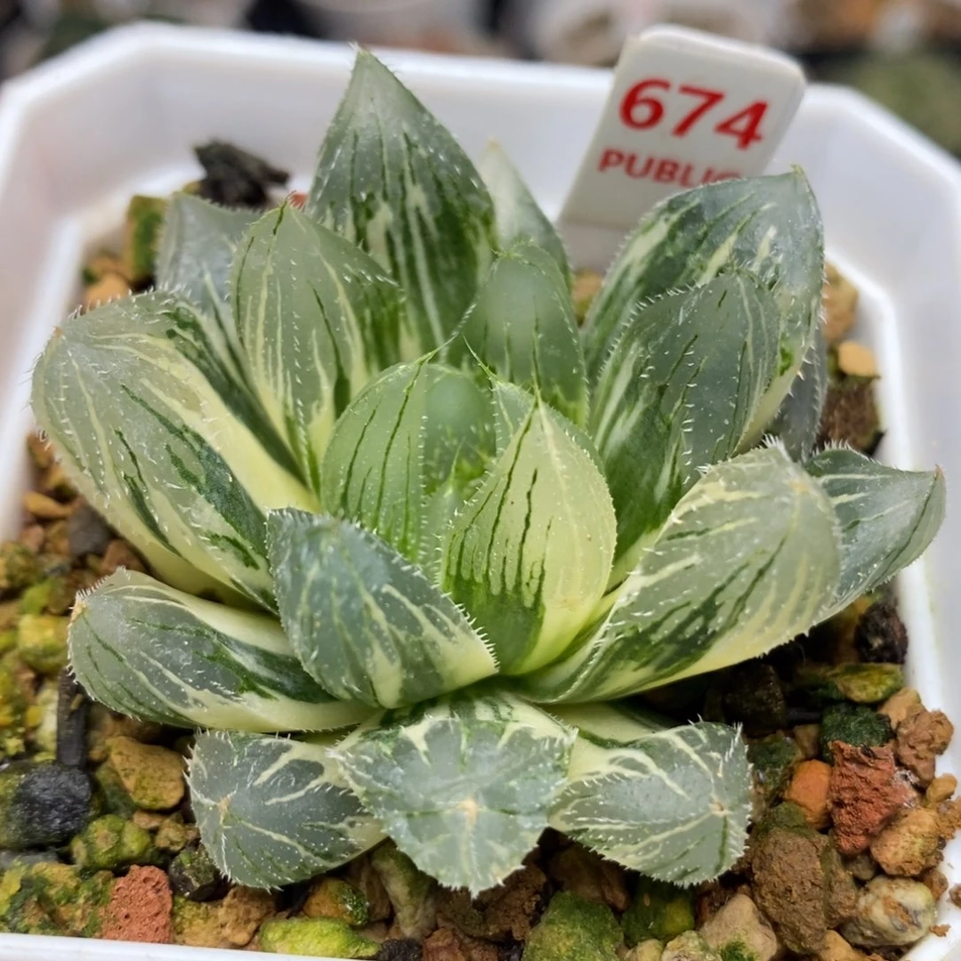 674毛玉露锦一物一拍