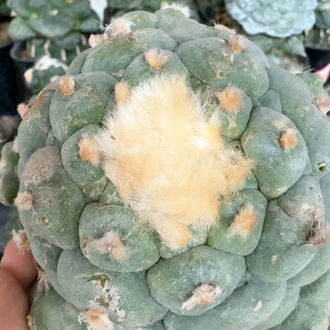 【闪购商品】无花朵白肌大尤鲜841