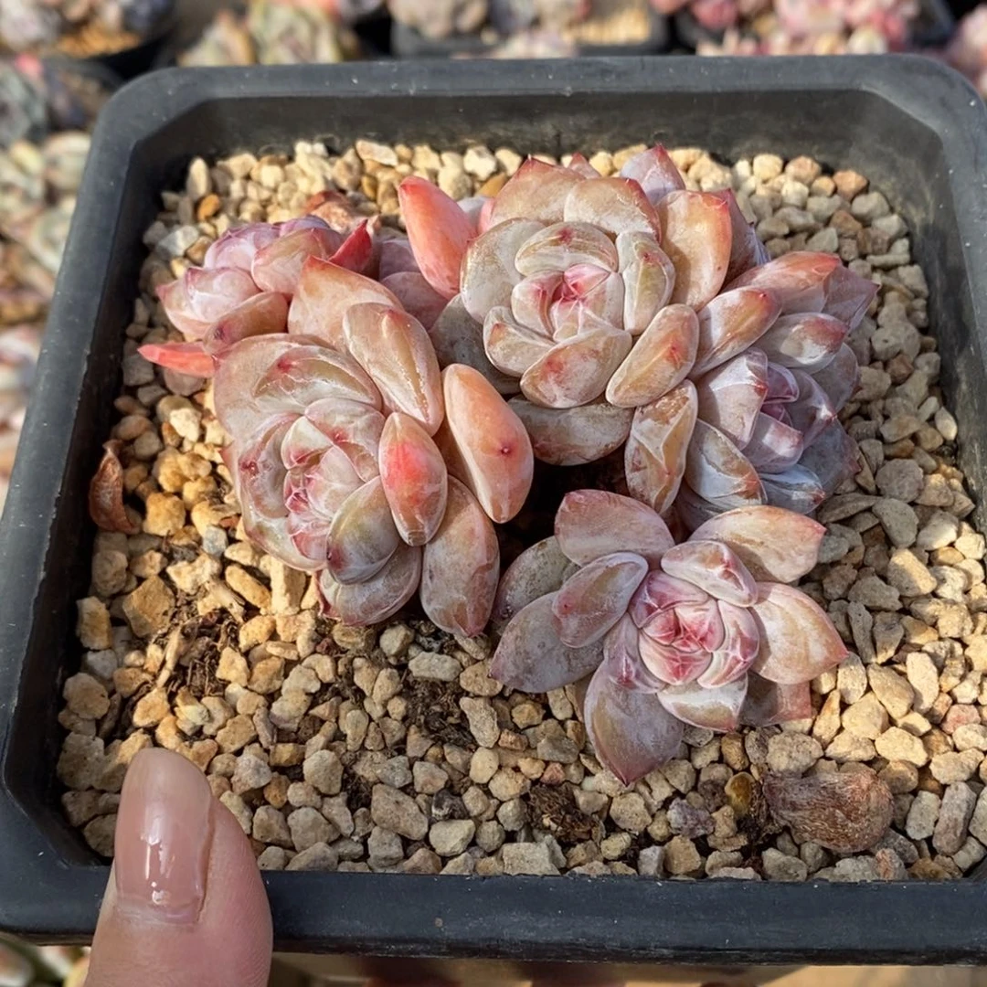 八头胖提包脸哈哈粉红