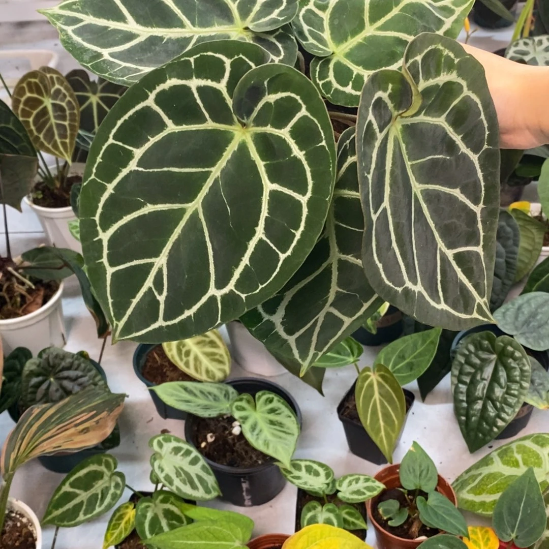 不开花植物哥伦比亚黑水晶