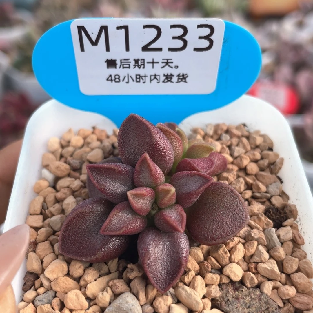枣泥。     1233。