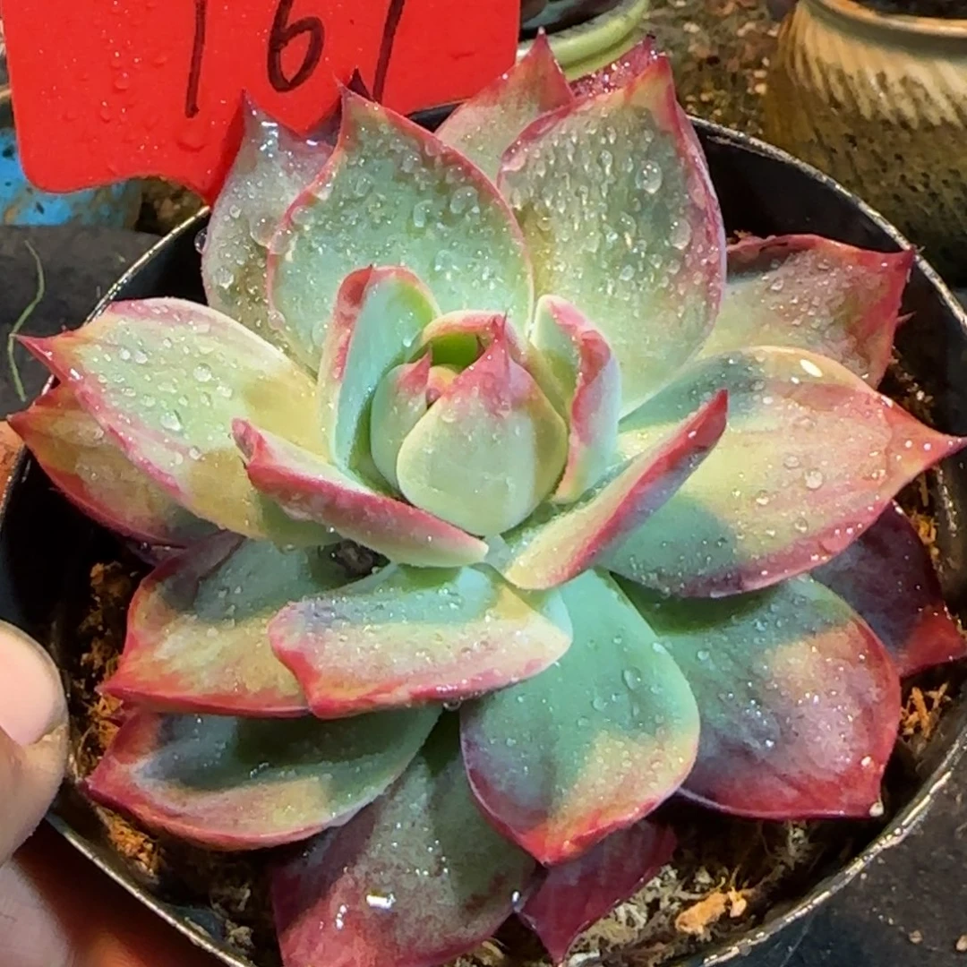 立叶拉丝惊鸿一物一拍包装收缩花旱167