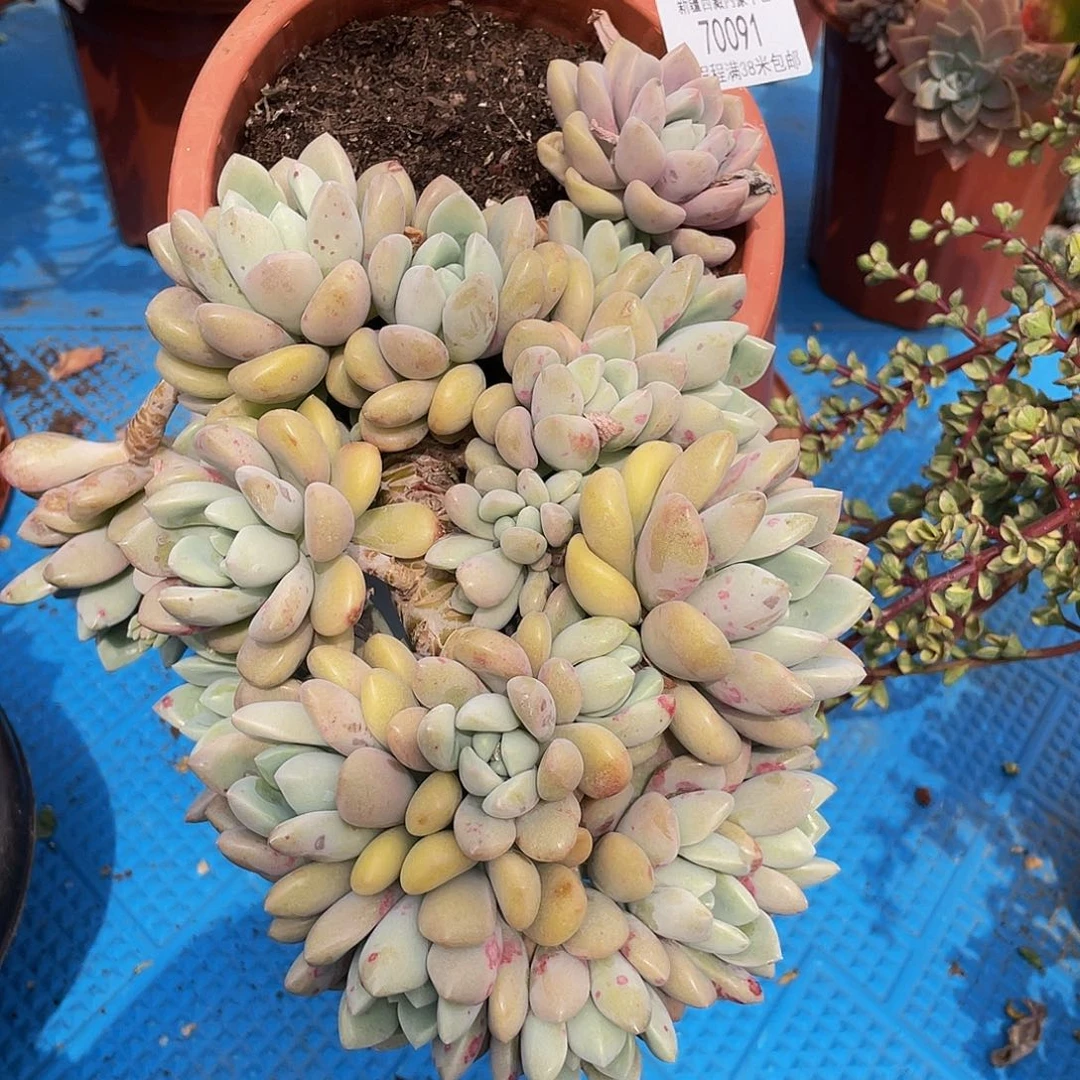 一**求白鹭70091多肉
