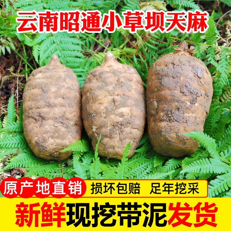 云南昭通彝良小草坝新鲜天麻炖鸡炖排骨煲汤泡酒仿野深山三年种植