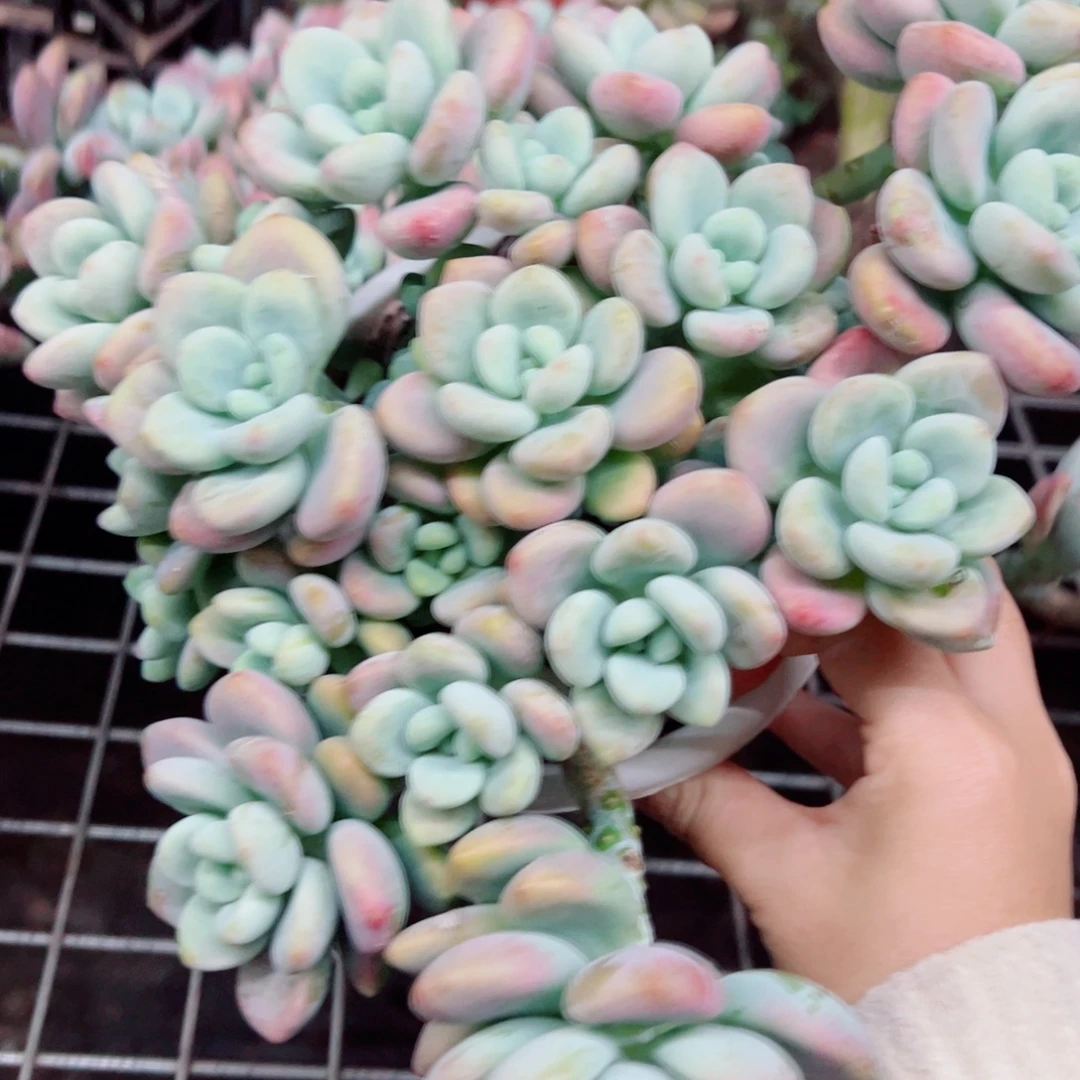 红洛神整装整群，180杯八亩地