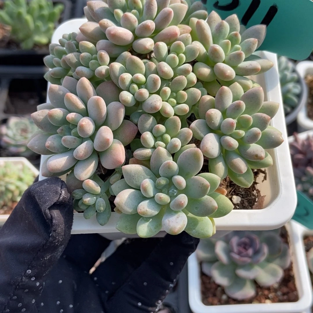 1511洛可可多肉植物duorou