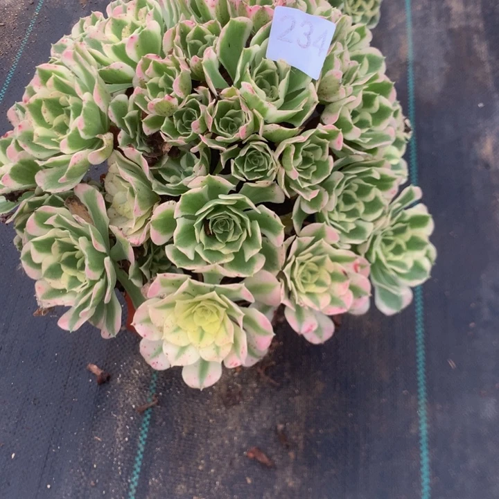 小***姐234白凤多多肉植物
