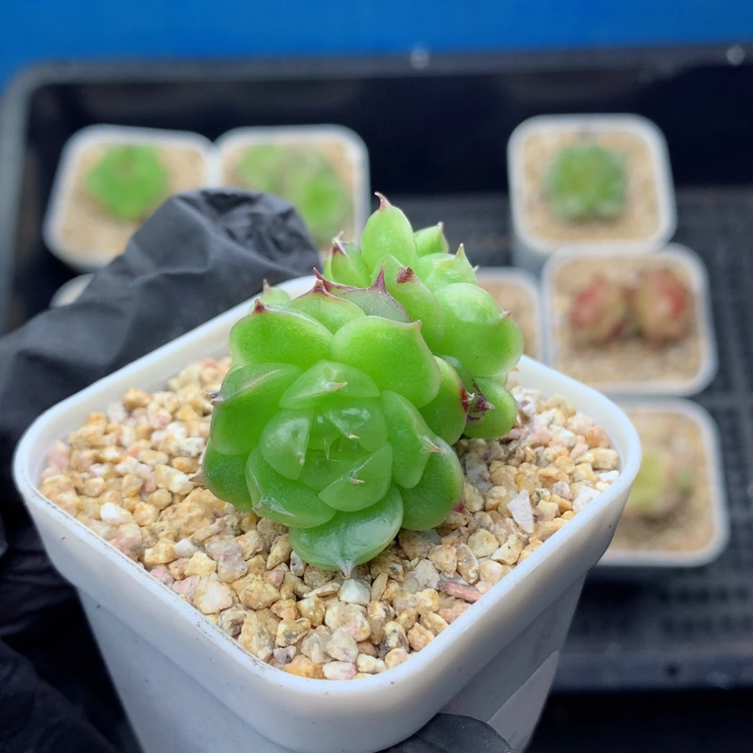 58包邮  群生不包整珍妮49