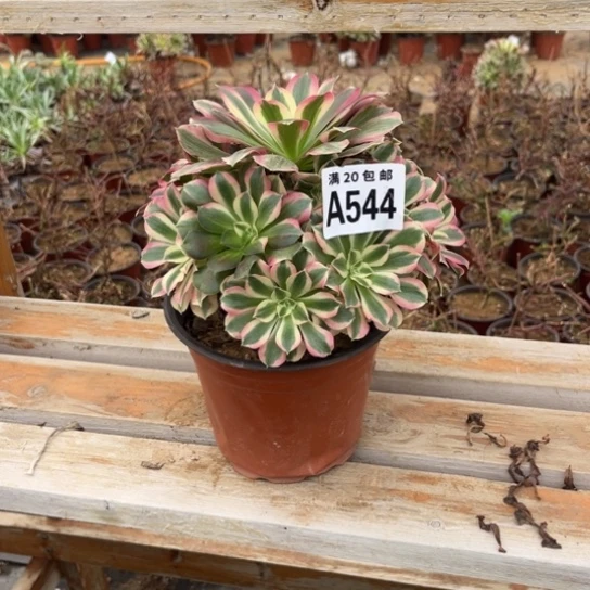 544布加迪不包断枝