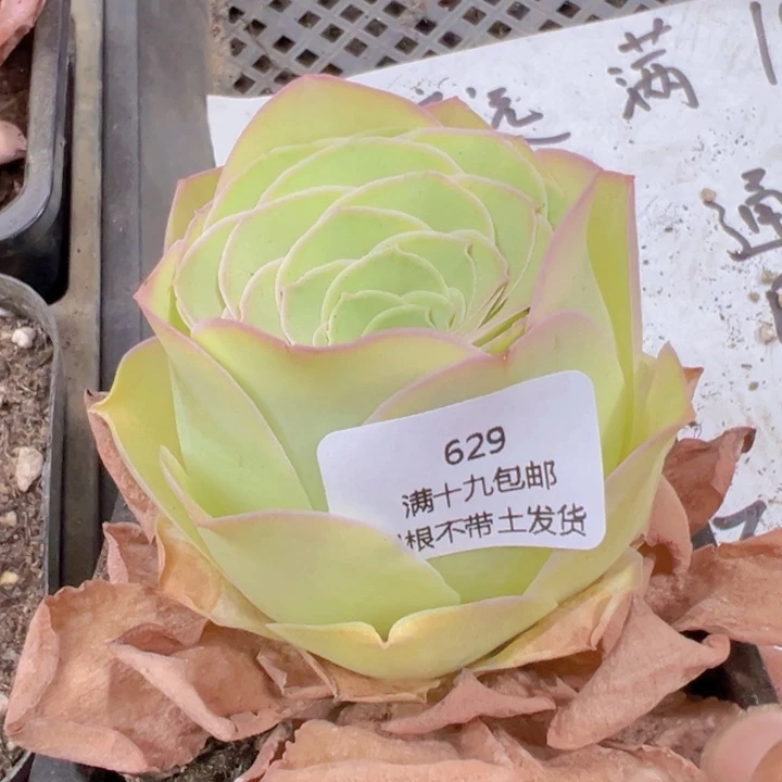 629 裸根不带土发货不包损鹿兜