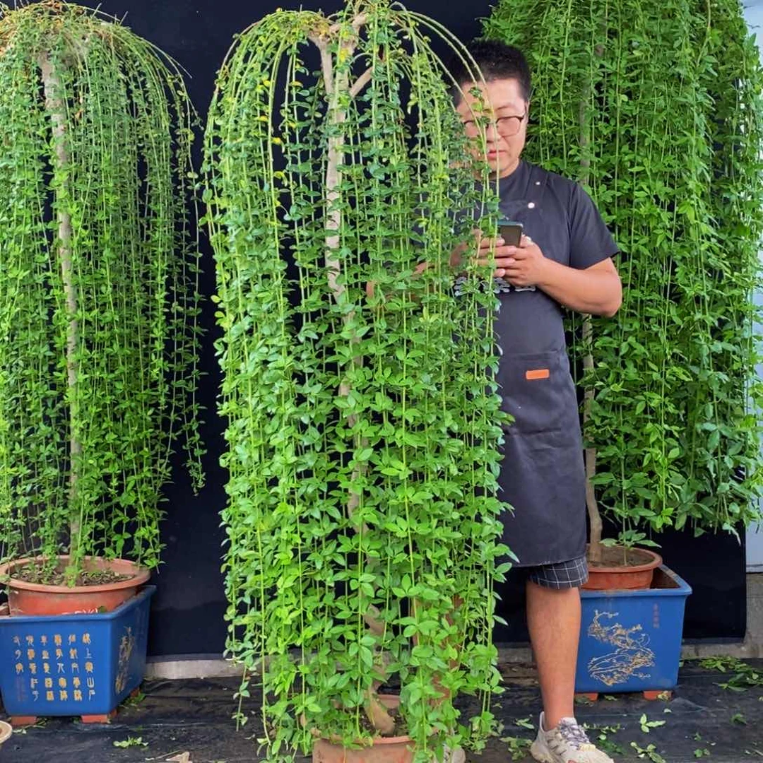 迎春花，一物一拍，