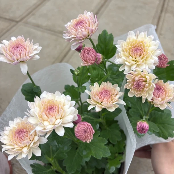 【缤纷甄选】精品浅粉宝莲灯小菊生花苞到手一盆