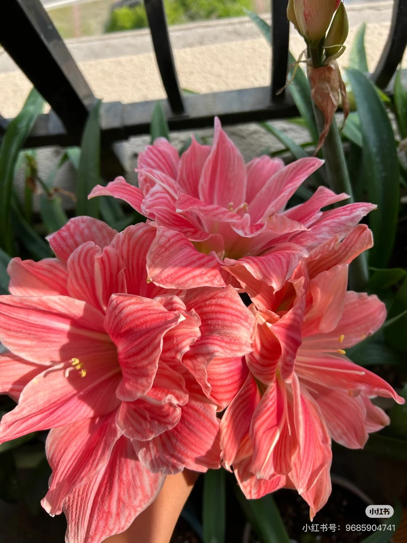 【甜蜜妮芙】国产优选自然球重瓣朱顶红种球多年生好种