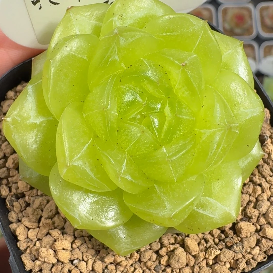 0923-042-3013柠檬
