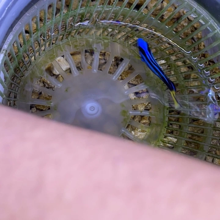 海水鱼蓝调一条顺丰包邮