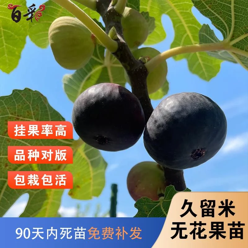 久留米无花果树苗矮化盆栽紫色红心高甜北方南方种植地栽当年结果