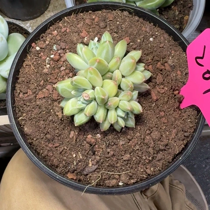 207青花瓷新号福利价