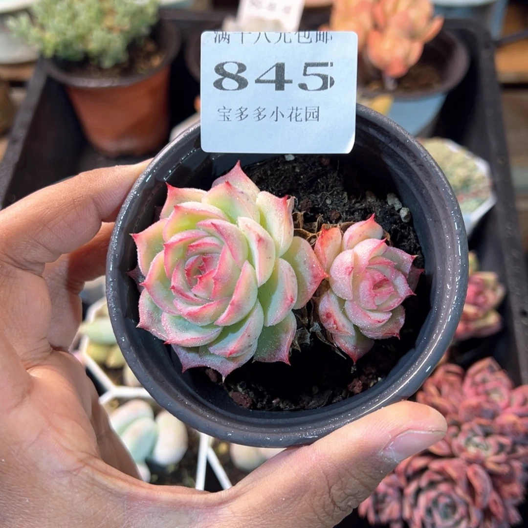 845号双头侧影一物一拍满18包邮