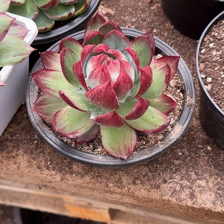清***1惊鸿一物一拍包装收缩花旱