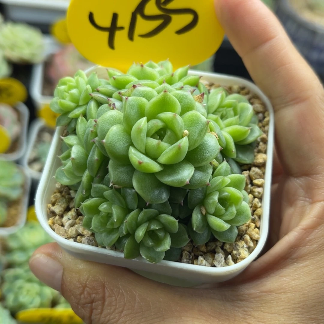 8头菠萝蜜麦秆捧花群4155