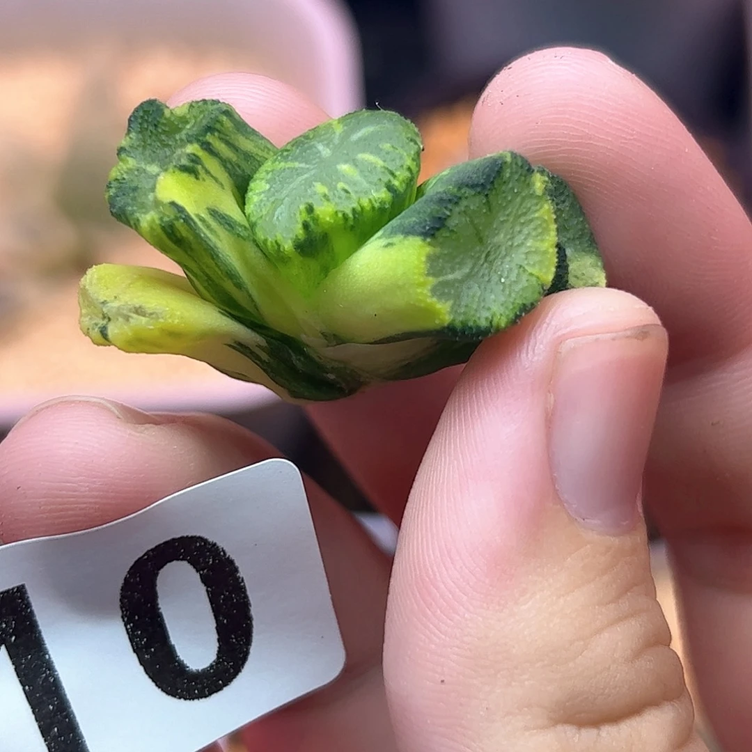 610红红火火恍恍惚惚