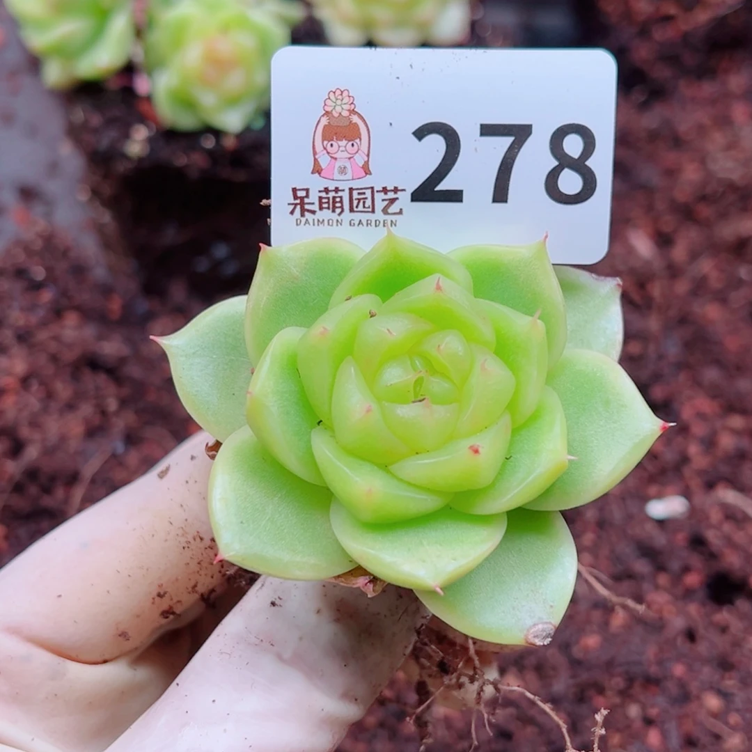 多肉植物多肉植物