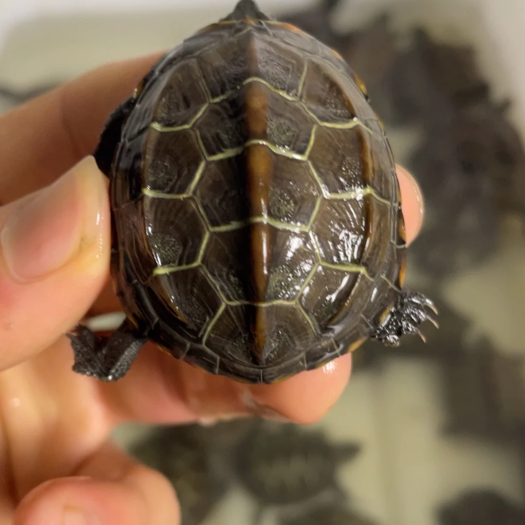 苏北金线冷水草龟