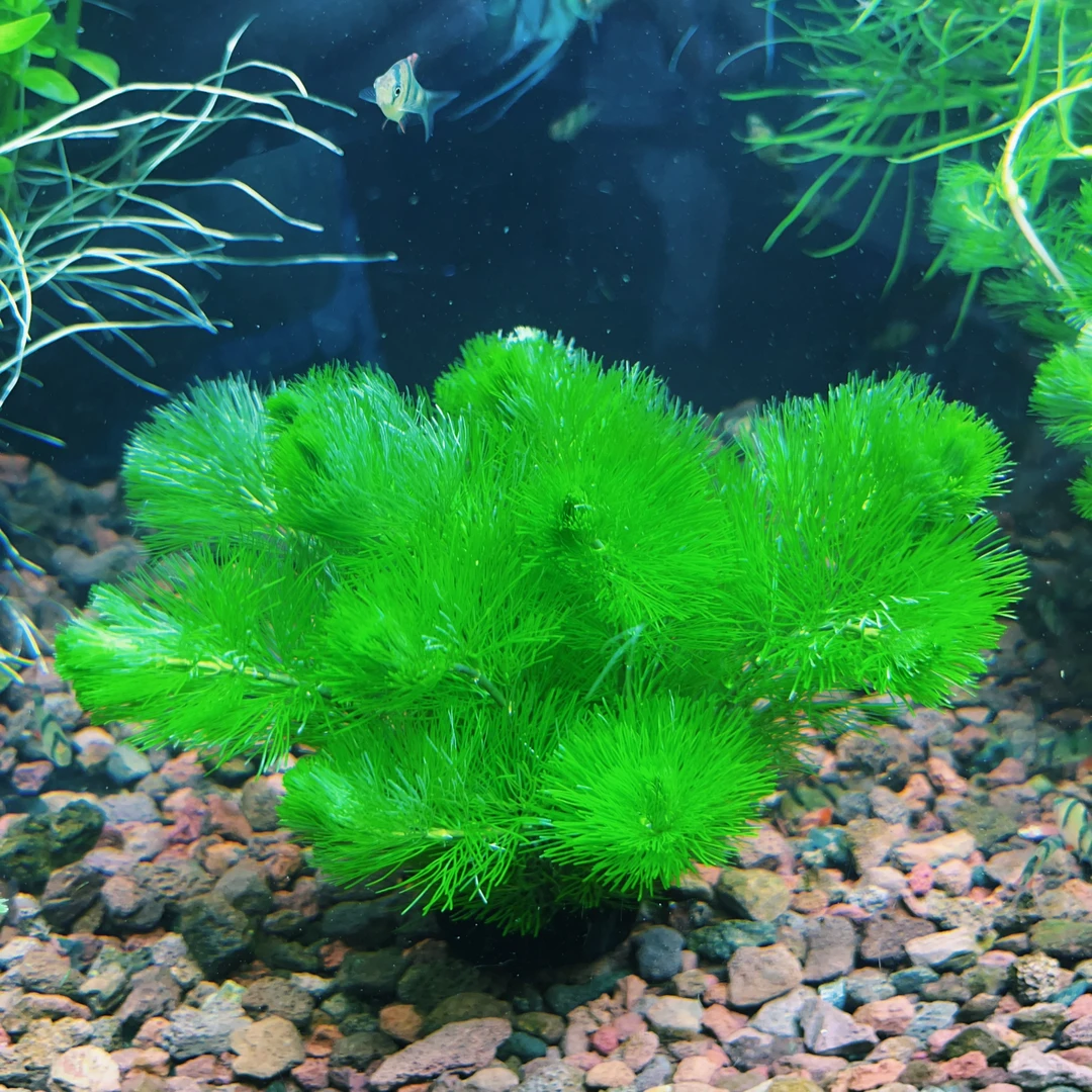 【新手红绿套餐】冷水鱼专用新手级真水草好养耐活增氧淡水植物