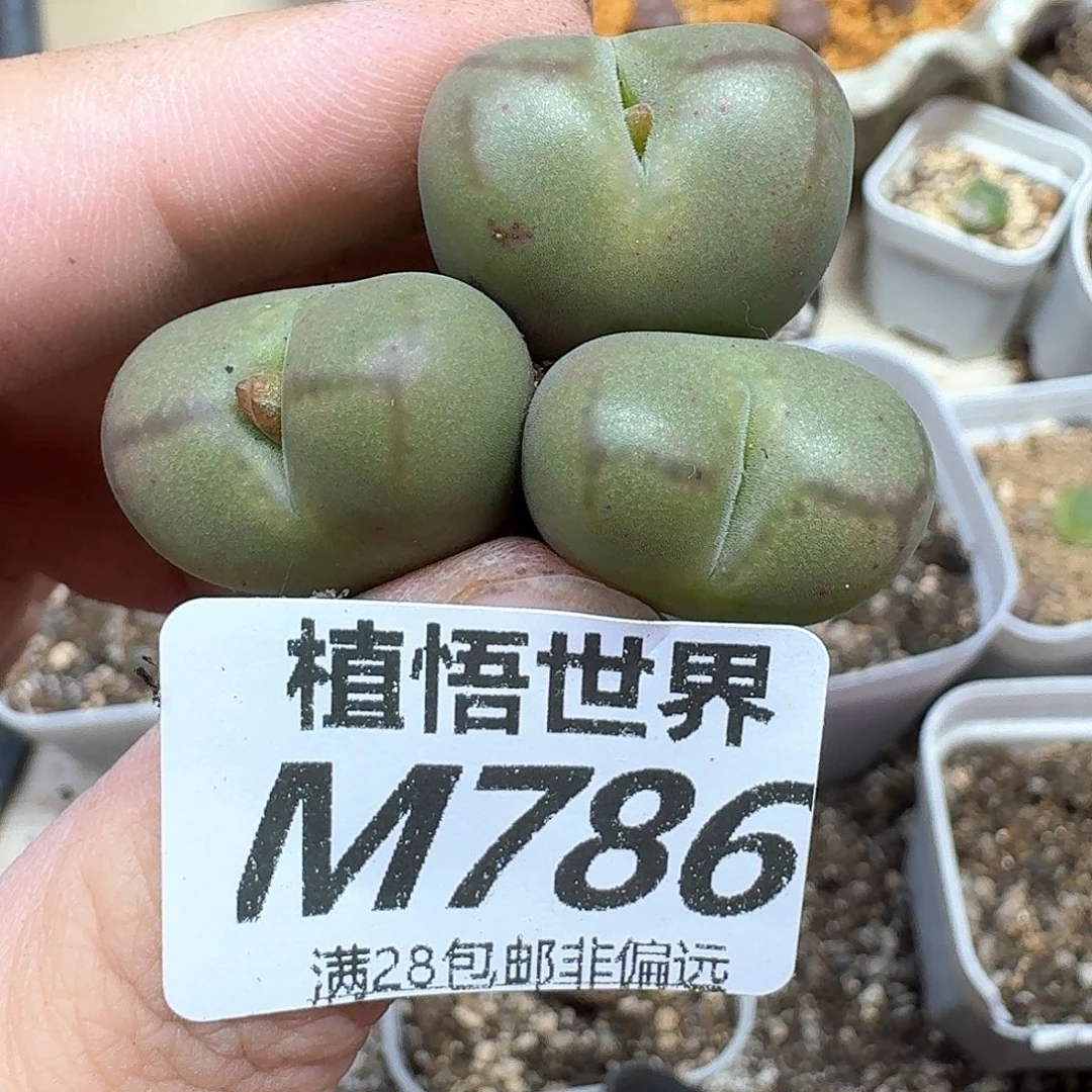 多肉植物的人生历程的