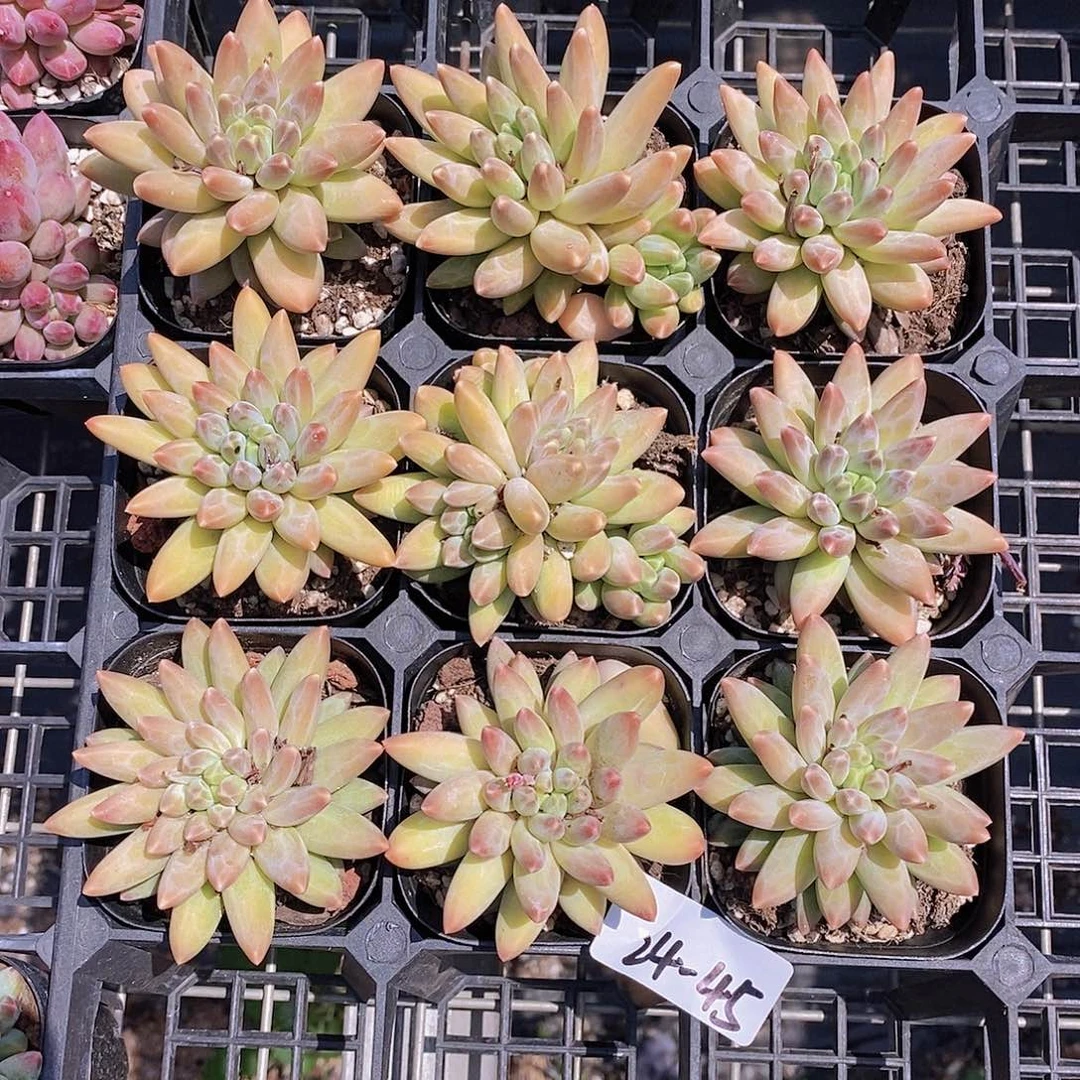 24-45- 偏黄乌拉福利一颗 量拍