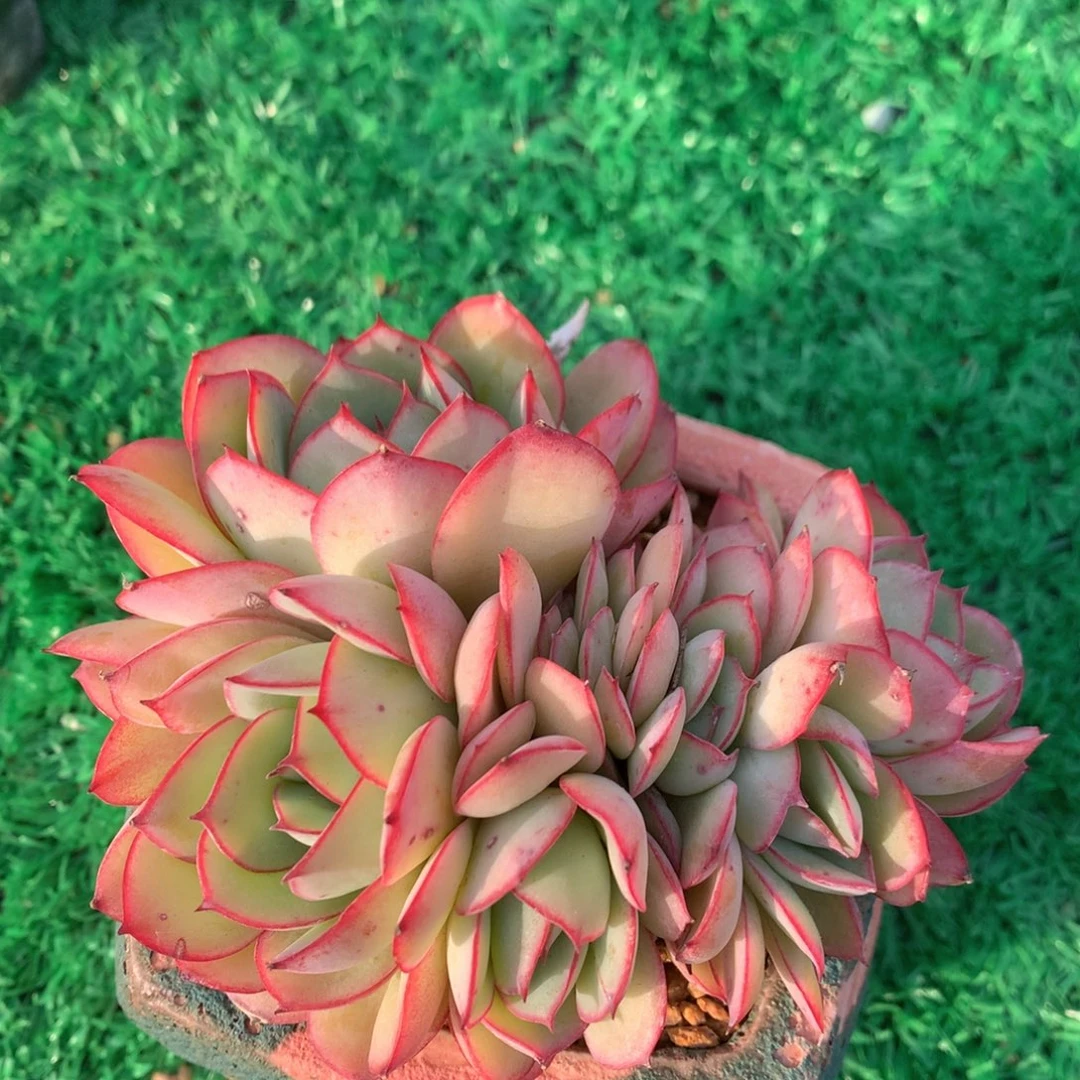 牡丹亭朵朵缀无砍一物一拍