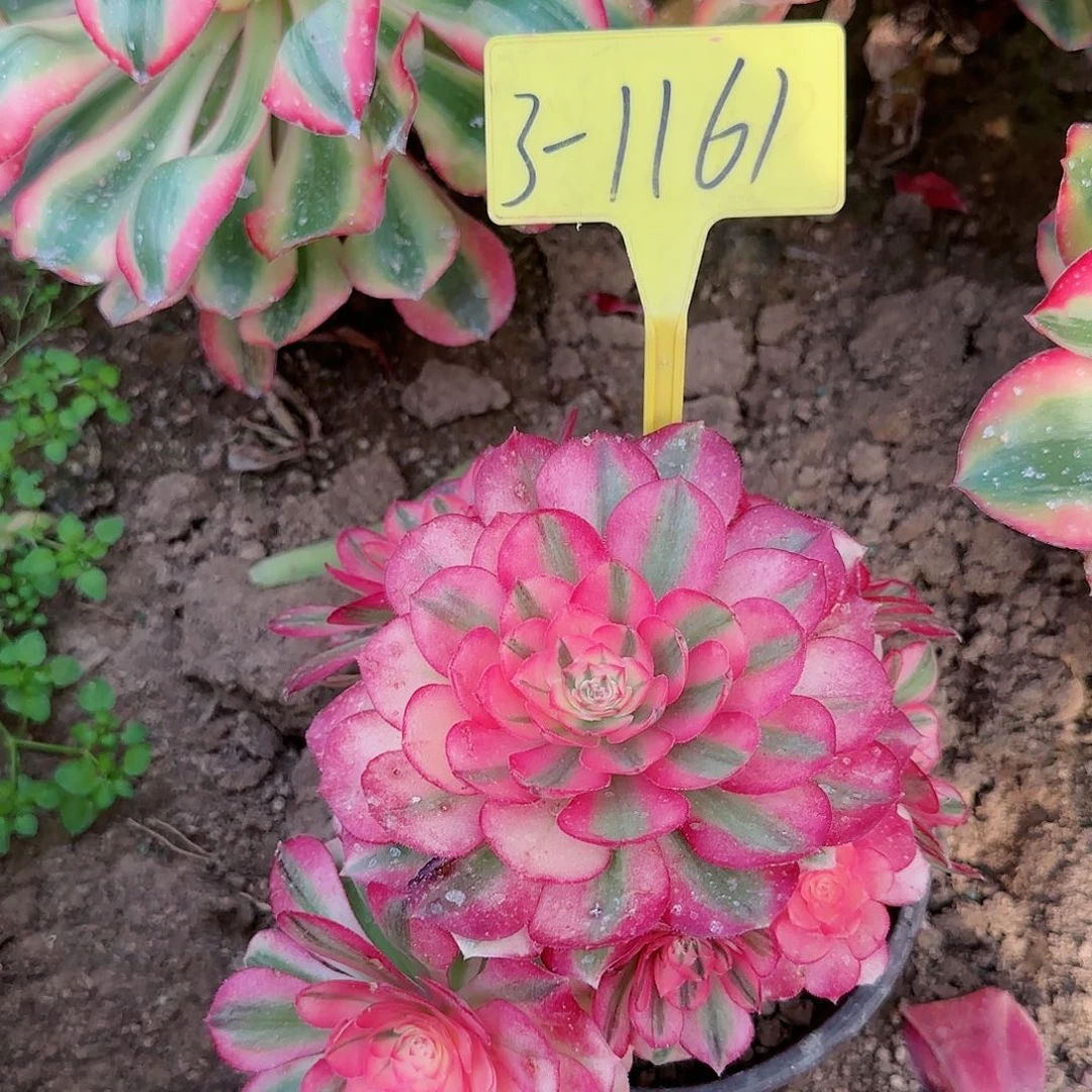 3-1161--多头多肉植物